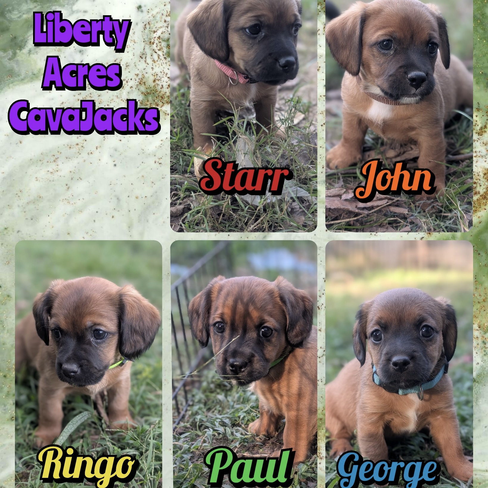 Puppies from Cavalier and JRT blend