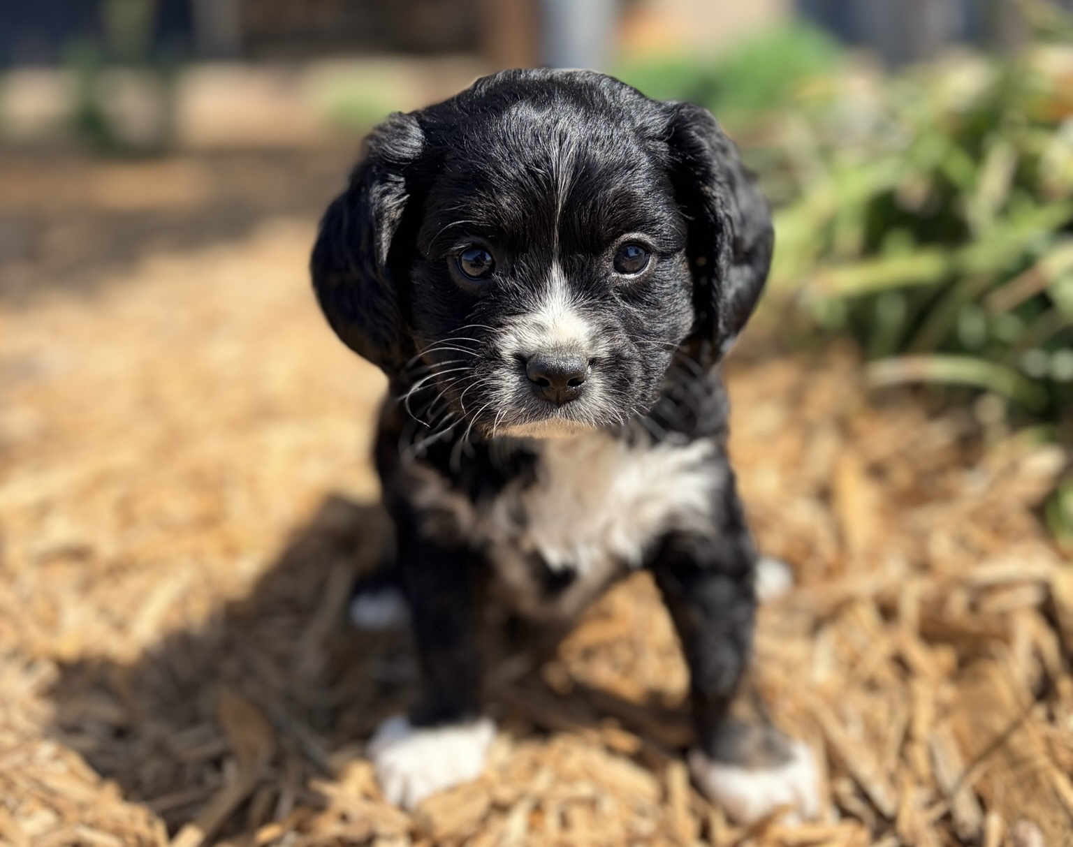 puppy cavalier-type dog