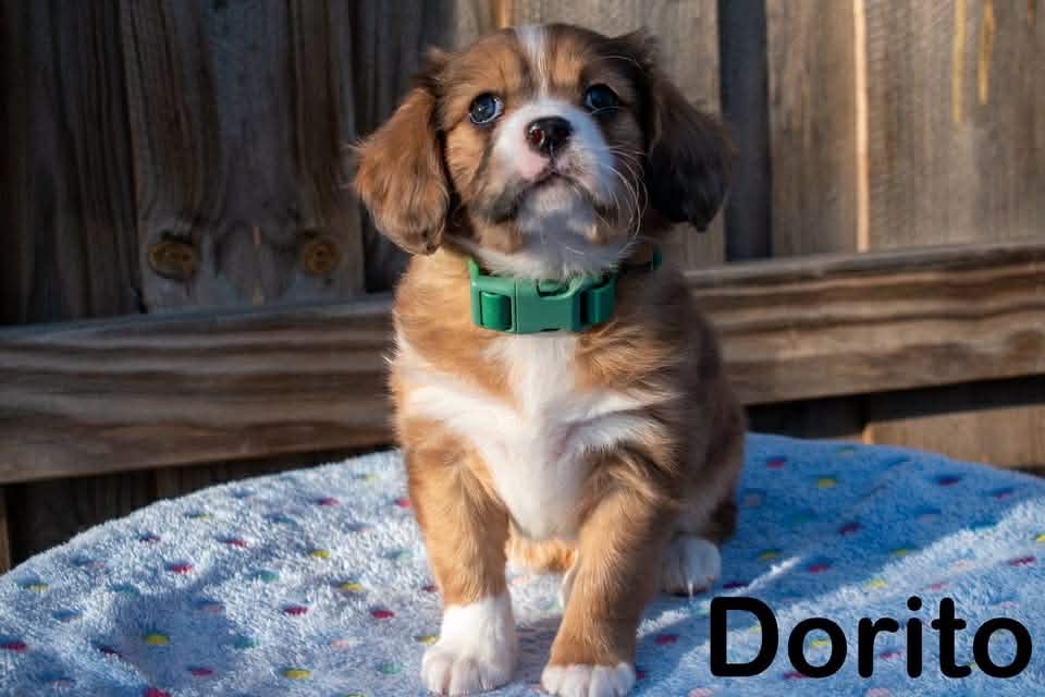 Cavalier cross puppy in Wisconsin