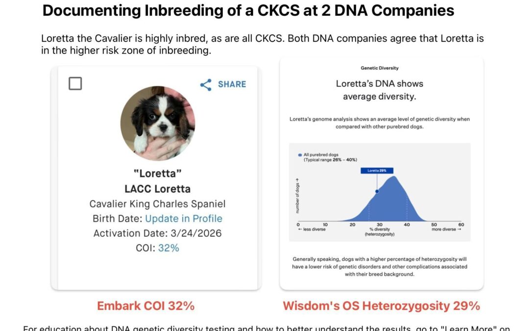 DNA Proof of Inbreeding in Cavalier King Charles Spaniels